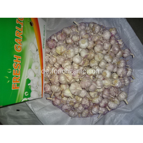 Ernte 2019 Frischer Knoblauch Normaler weißer Knoblauch